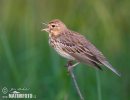 Tree Pipit