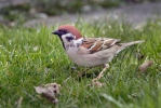 Tree Sparrow