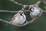 Tree Sparrow