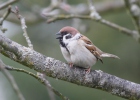 Tree Sparrow