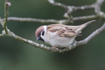 Tree Sparrow