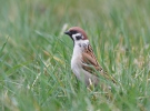 Tree Sparrow