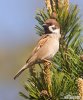 Tree Sparrow