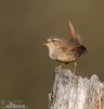 Troglodytes troglodytes