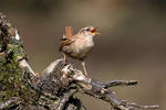 Troglodytes troglodytes