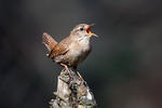 Troglodytes troglodytes