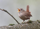 Troglodytes troglodytes