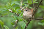 Troglodytes troglodytes