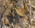 Troglodytes troglodytes