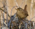 Troglodytes troglodytes