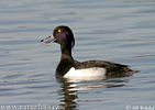 Tufted Duck