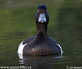 Tufted Duck