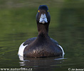 Tufted Duck