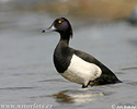 Tufted Duck