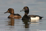 Tufted Duck