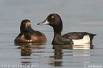 Tufted Duck