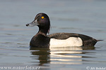 Tufted Duck