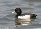 Tufted Duck