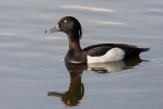 Tufted Duck