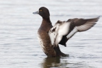 Tufted Duck