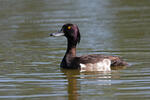 Tufted Duck