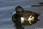 Tufted Duck