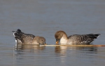 Tundra Bean Goose