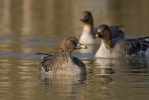 Tundra Bean Goose