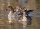 Tundra Bean Goose