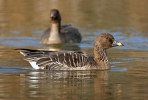 Tundra Bean Goose