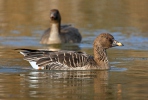 Tundra Bean Goose