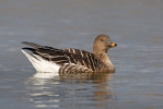 Tundra Bean Goose