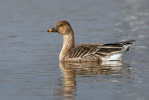 Tundra Bean Goose