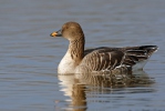 Tundra Bean Goose