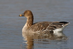 Tundra Bean Goose