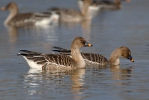 Tundra Bean Goose