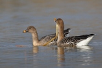 Tundra Bean Goose