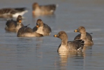 Tundra Bean Goose