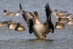 Tundra Bean Goose