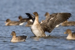 Tundra Bean Goose