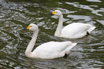 Tundra Swan