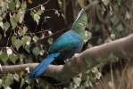 Turaco de Schalow