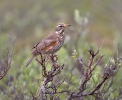 Turdus iliacus