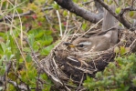 Turdus iliacus