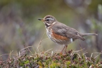 Turdus iliacus