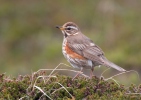 Turdus iliacus