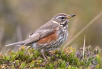 Turdus iliacus