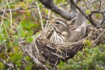 Turdus iliacus