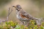 Turdus iliacus