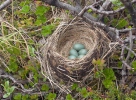 Turdus iliacus